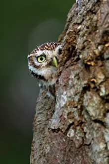 Hidden: Little owl (Athena noctua) peeking from his hole, England