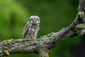 Boughts: Little owl (Athena noctua) perched on a branch
