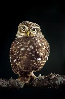 Greece: Little Owl (Athena noctua) perched on branch at night