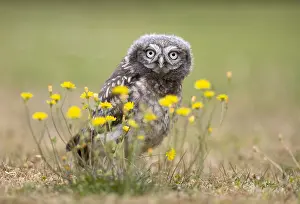 Athena: Little owl (Athena noctua) perched amongst flowers