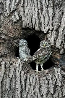 Cavities: Little owl (Athena noctua) perched in an hollow