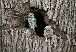 Cavities: Little owl (Athena noctua) perched in an hollow