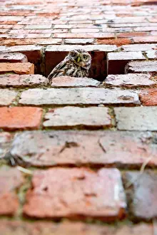 Curious: Little owl (Athena noctua) perched inside a hole