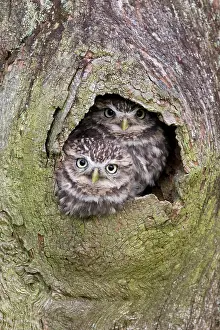Noctua: Little Owl (Athene noctua) adult pair, at nesthole