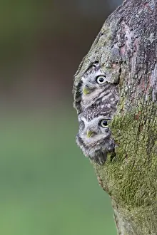 Noctua: Little Owl (Athene noctua) adult pair, at nesthole