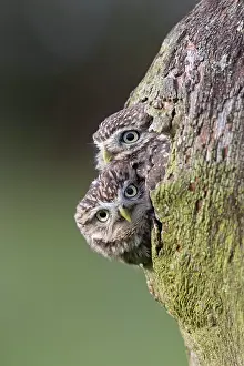 Little Owl (Athene noctua) adult pair, at nesthole
