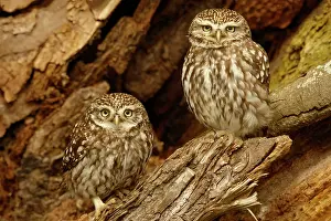Norfolk: Little Owl (Athene noctua) adult pair, perched in