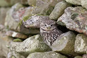Cumbria: Little Owl (Athene noctua) adult, perched on stone