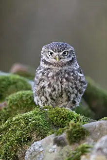 Cumbria: Little Owl (Athene noctua) adult, perched on stone