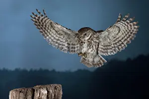 Approaching: Little owl (Athene noctua), approaching the perch