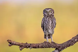 Earless: Little Owl (Athene noctua), on branch, bird stretching