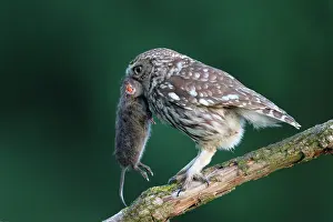 Capturing: Little Owl (Athene noctua) from capturing a vole