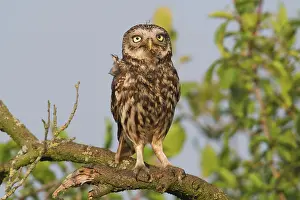 Cockchafer: Little owl (Athene noctua) with cockchafer, Emsland