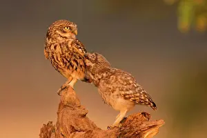 Eifel: Little owl (Athene noctua), Eifel, Rhineland-Palatinate