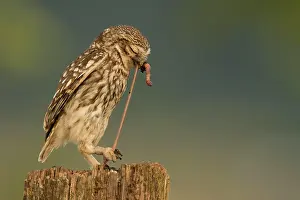 Earthworm: Little owl (Athene noctua), Eifel, Rhineland-Palatinate