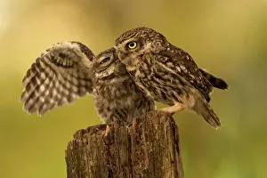 Eifel: Little owl (Athene noctua), Eifel, Rhineland-Palatinate