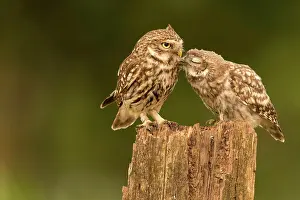 Eifel: Little owl (Athene noctua), Eifel, Rhineland-Palatinate