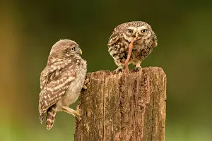 Earthworm: Little owl (Athene noctua), Eifel, Rhineland-Palatinate