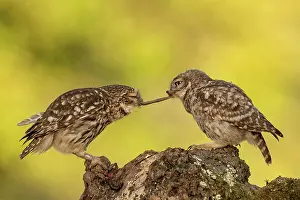 Rope: Little owl (Athene noctua), Eifel, Rhineland-Palatinate