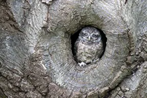 Fagaceae: Little owl (Athene noctua) at the entrance of a