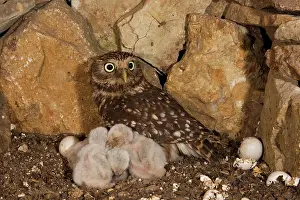 Athene: Little Owl (Athene noctua) female with young birds