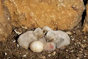 Strong: Little owl (Athene noctua) fledglings and one unfertilized
