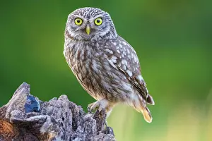 Athene: Little Owl (Athene noctua) Hungary