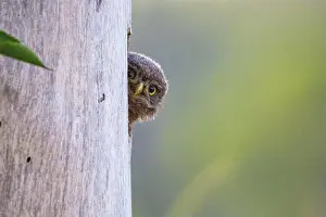 Athene: Little Owl (Athene noctua) juv. Hungary, Europe