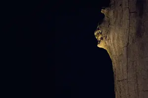 Kiskunsg: Little owl (Athene noctua), looking out of the entrance