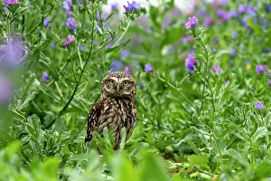 Boraginaceae: little owl (Athene noctua) looking for food amongst