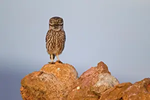 Cairn: Little owl (Athene noctua) mating on cairn, Extremadura