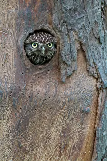 Bark: Little Owl (Athene noctua) in the natural cavity