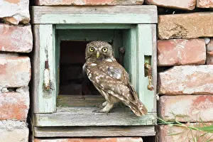 Danube: Little owl (Athene noctua), Old bird standing in