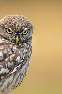 Athene: Little Owl (Athene noctua), Owl, Goldenstedt, Lower