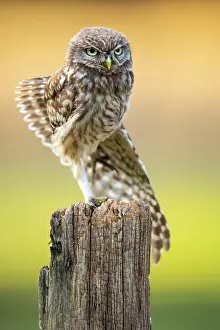 Athene: Little Owl (Athene noctua), Owl, Goldenstedt, Lower