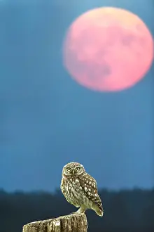 Weathered: Little Owl (Athene noctua) on its perch on an ol