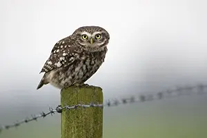 Wire: Little Owl (Athene noctua) perched on a pole, l