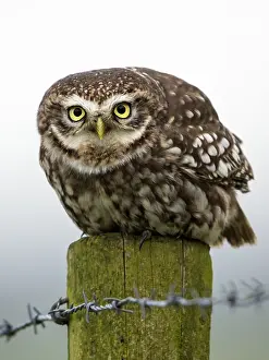Athene: Little Owl (Athene noctua) perched on a pole, l
