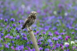 Boraginaceae: little owl (Athene noctua) perched on a post amongst