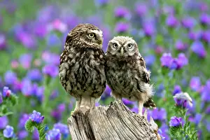 Boraginaceae: Little owl (Athene noctua) perched on a post amongst