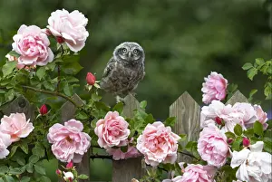 Roses: Little owl (Athene noctua) perched amongst roses