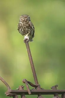 Rusty: Little Owl (Athene noctua) perched on rusty pos