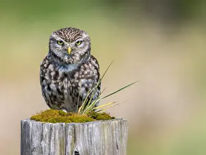 Orchard: Little Owl (Athene noctua) on a pole and lookin