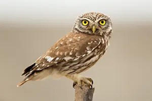 Athene: Little Owl (Athene noctua) on a pole looking to