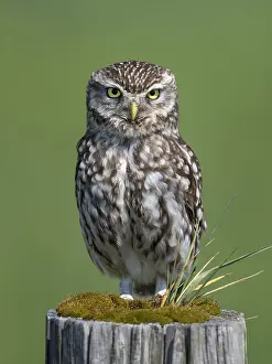 Lowland: Little Owl (Athene noctua) on a pole, The Nethe