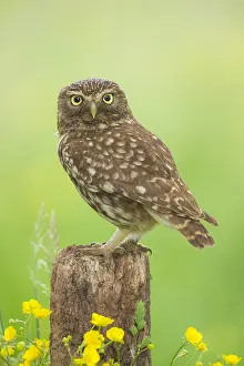 Lookout: Little Owl (Athene noctua) on a pole, The Nethe