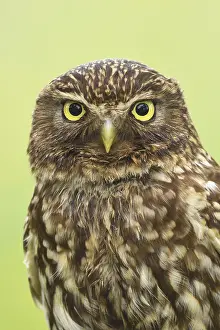 Nether: Little Owl (Athene noctua) portrait, The Nether