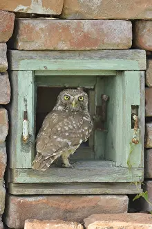 Ramsar: Little Owl (Athene noctua) posed on an old window
