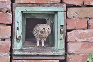 Ramsar: Little Owl (Athene noctua) posed on an old window