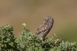 Lesvos: Oak
